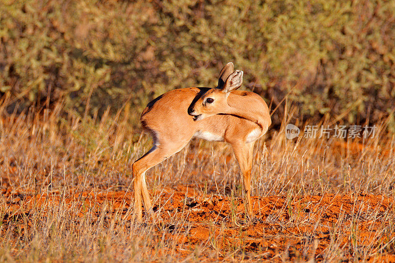 Steenbok, Raphicerus campestris，日落黄昏，草质自然栖息地，卡拉加迪，博茨瓦纳。大自然的野生动物景象。动物在草地上。野生非洲的鹿。
